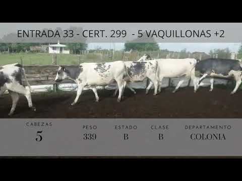 Lote 5 Vaquillonas más de 2 años Holando Azulejas 339kg -  en Cardona