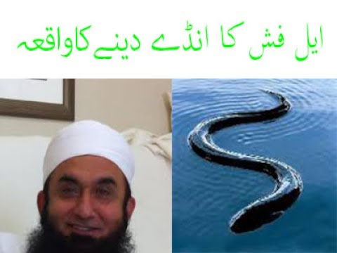 Molana Tariq JAmeel speach