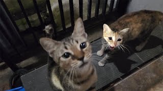 Download lagu Kasih Makan Kucing mp3