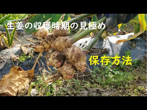 フダンソウの収穫: タイミング、保管、保存に関するヒント 植物