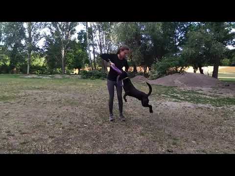 Björn online puller verseny 2020.05.31.