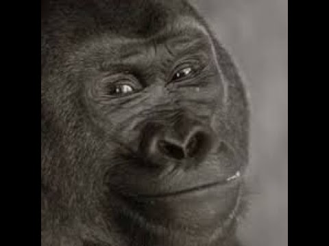 FLYING GORILLA 2!!!!!!