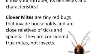 Fly Control, How to Get Rid of Clover Mites