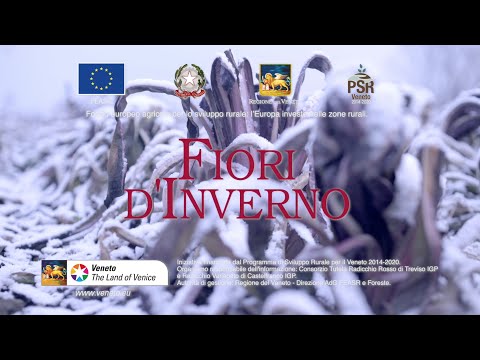 Fiori d'inverno | Documentario