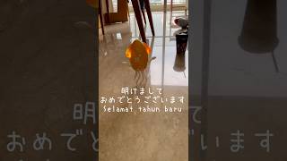 【インドネシア・ジャカルタ】年末年始と結婚記念日を過ごしてみた