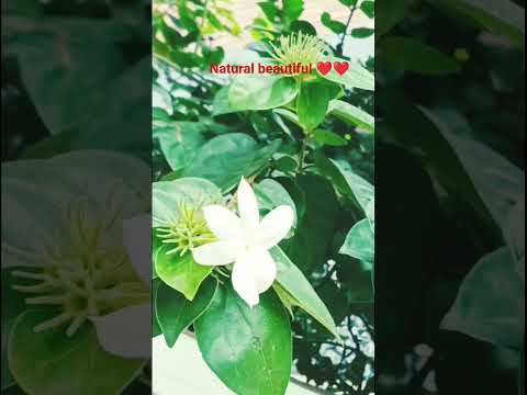 #for natural beautiful #love najara # #music #for