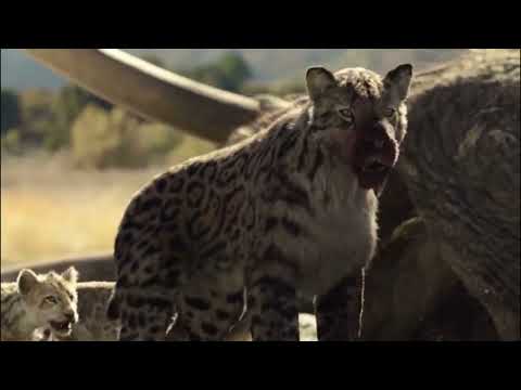 Prehistoric Planet: Ice Age [2025] - Baby Smilodon Fatalis Screen Time