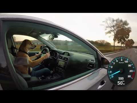A dog is driving a car at a speed of 350 km/h
