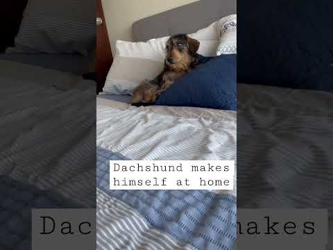 Dachshund cozzy on bed #shorts #shortsvideo #shortsyoutube