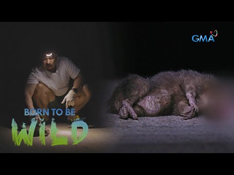 Why do Palawan stink badgers often get into road accidents? Born to be Wild