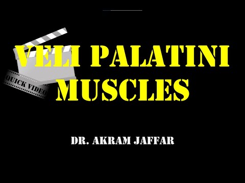 The Veli Palatini Muscles