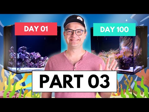 Part 03 Saltwater Fish & Clean Up Crew