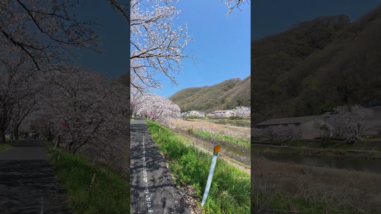 2026.4.3『🌸井原桜フェスタ&桜まつり🌸』