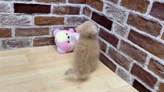 サイベリアンの動画01