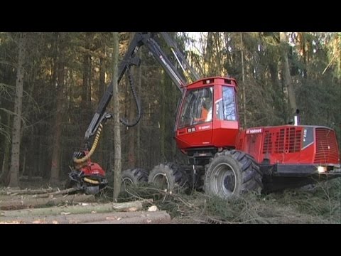 03/15 Waldpflege oder Kahlschlag? – Die Baumfällungen im Triebtal