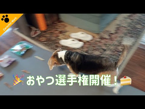 決定！？【第1回】老犬ビーグル犬が一番好きなおやつはこれだ！！