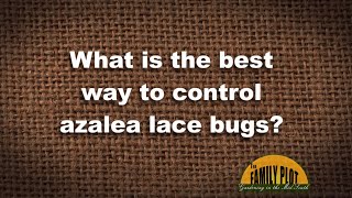 Q&A -- What is the best way to control azalea lace bugs?