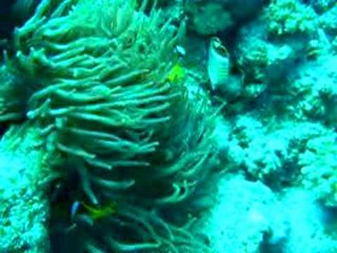 A Couple of Clownfishs - Ein Clownfischpärchen