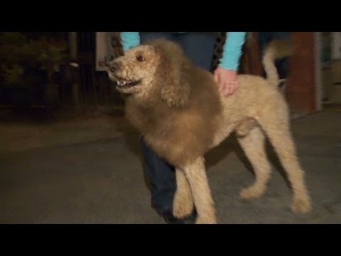 Loose 'lion' sparks 911 calls