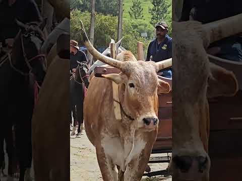 SAINDO PARA O DESFILE DE SANTA RITA DE CALDAS  #boiadeiro #roça #tradição #carreiro #carrodeboi