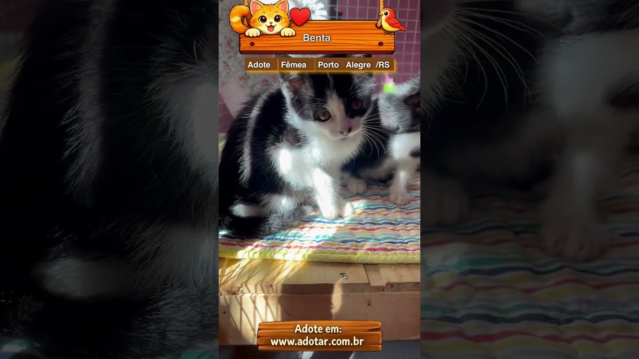 Gato raça SRD-ViraLata idade Abaixo de 2 meses nome Benta