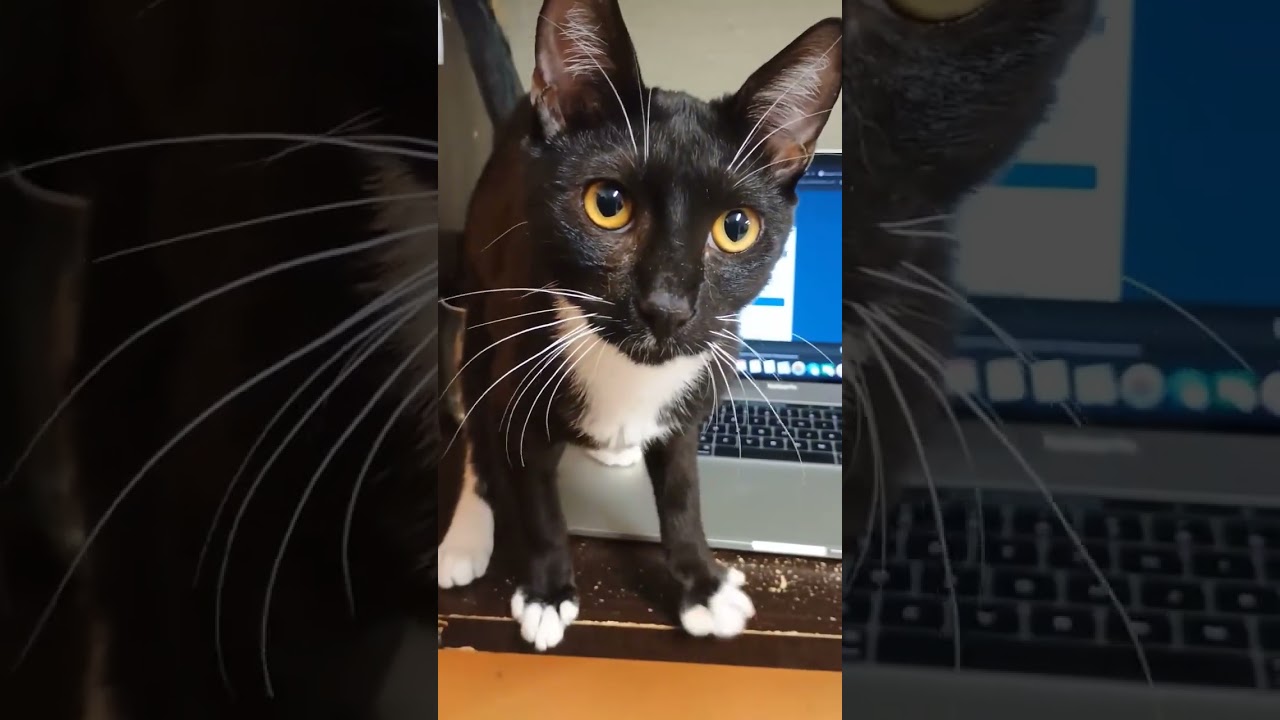 Enlarge APPLESAUSE, an adopted Domestic Short Hair in Joshua Tree, CA video 3/3