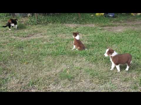 Kade and Koel.  Nov 1.  Lets sneak up on the cat 72