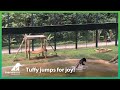 Freed from a bear bile farm - Tuffy jumps for joy
