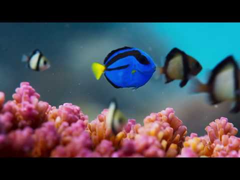 So Much Magnificence - Ocean - Miten & Deva Premal