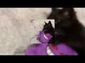 Kanii Go Sped Up
