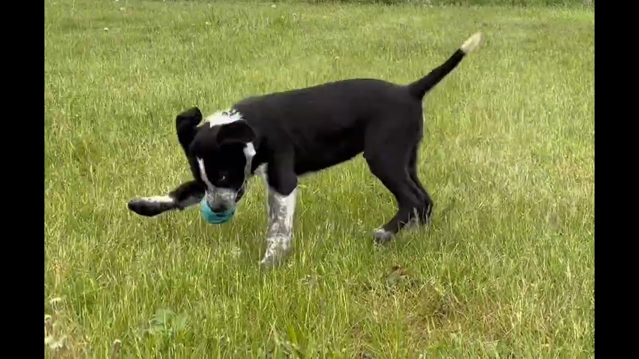 Ace, an adopted mixed breed in Grottoes, VA video 5/6