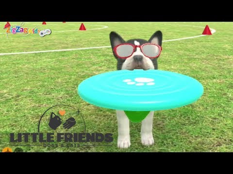 Little Friends Dogs & Cats | Play Flying Disk | Episode 3 | ZigZag Kids HD