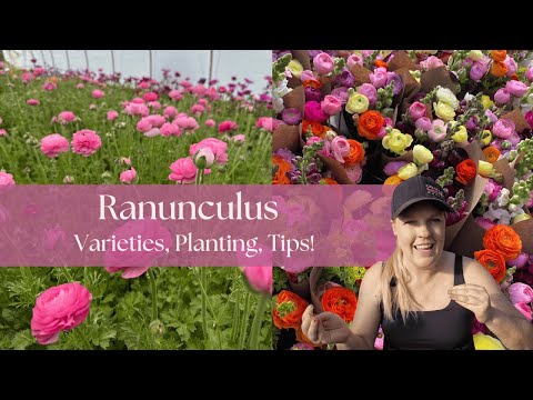 Planting the Most Popular Flower on Our Farm ✨