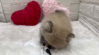 ポメラニアンの動画01