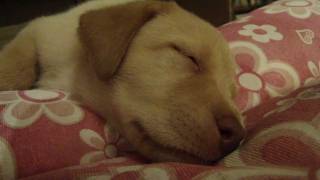 iris vai dormir ouvindo wilco