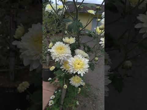 Kecantikan Bunga Krisan