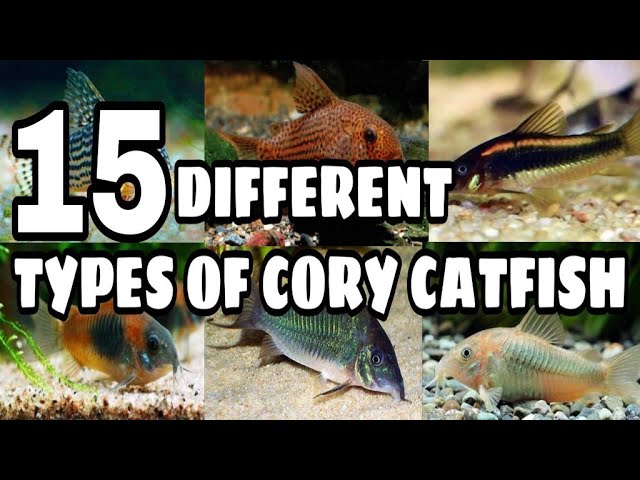 YouTube video preview