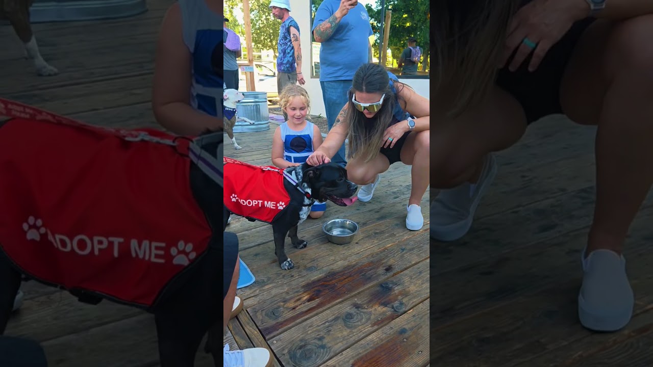 Delilah, an adopted mixed breed in Murrieta, CA video 6/6