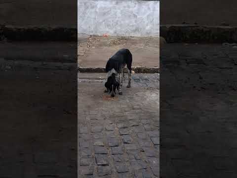 PLANALTO BAHIA BR 116 OLHA O TAMANHO DESSE CACHORRO