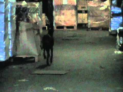 Diocanes Italian Stallion