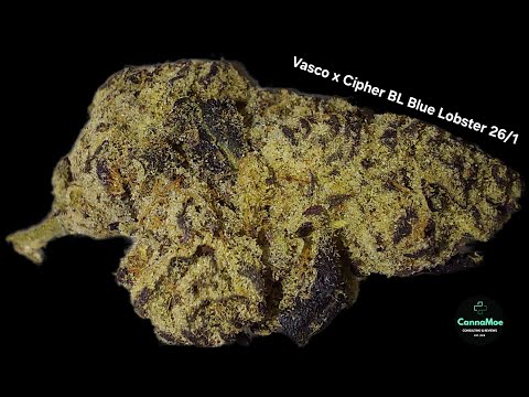 REVIEW 🔥"Cali"?! Vasco x Cipher BL Blue Lobster 26/1 #Kanada #unbestrahlt #Cantourage