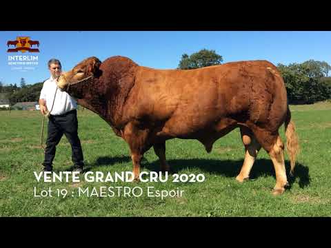 LOT 19 MAESTRO Espoir - VENTE GRAND CRU 2020