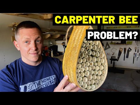 image-How do you attract carpenter bees to a bee house?