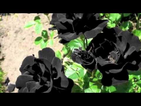 KripHopNation/MWD - Black Rose (Beat By BinkiWoi)