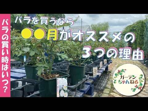 裸根のバラ:一目で分かる長所と短所 植物