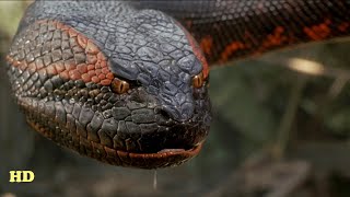 Anaconda Documentary - The Giant Monster  National