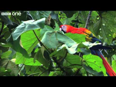 Scarlet Macaws Feed on Clay Licks (Narrated by David Tennant) - Earthflight - BBC