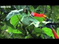 Scarlet Macaws Feed On Clay Licks Narrated By David Tennant Earthflight BBC