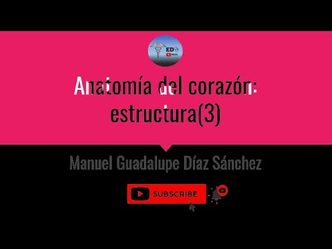 Anatomía del corazón 3: estructura, miocardio y endocardio