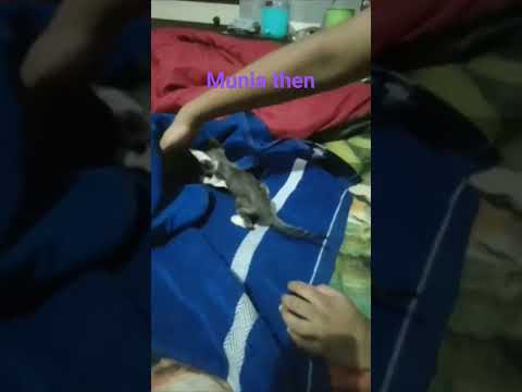 munia before 6 months #munia #shorts